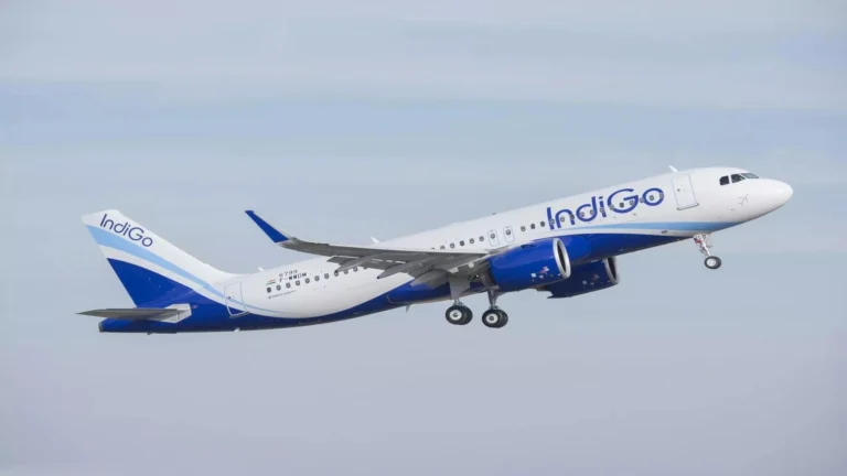 indigo take flight